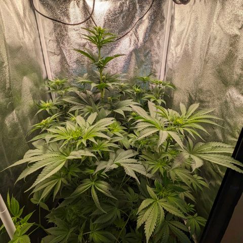 Sundae Driver 🍨🏁 (Royal Queen Seeds) growlog timeline photo
