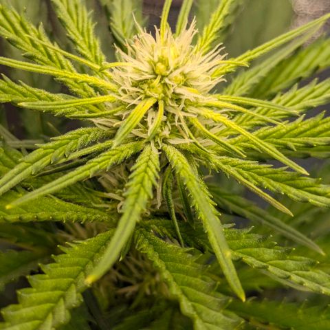 Sundae Driver 🍨🏁 (Royal Queen Seeds) growlog timeline photo