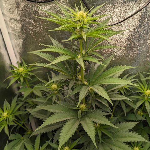 Sundae Driver 🍨🏁 (Royal Queen Seeds) growlog timeline photo