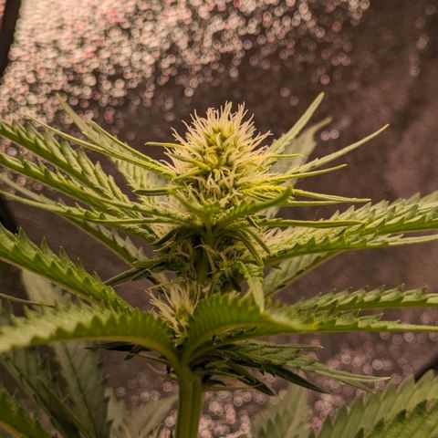 Sundae Driver 🍨🏁 (Royal Queen Seeds) growlog timeline photo