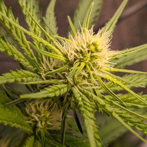 Sundae Driver 🍨🏁 (Royal Queen Seeds) growlog timeline photo