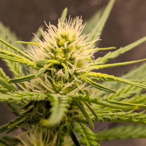 Sundae Driver 🍨🏁 (Royal Queen Seeds) growlog timeline photo