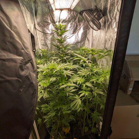 Sundae Driver 🍨🏁 (Royal Queen Seeds) growlog timeline photo