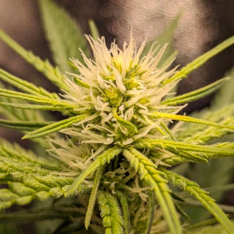 Sundae Driver 🍨🏁 (Royal Queen Seeds) growlog timeline photo