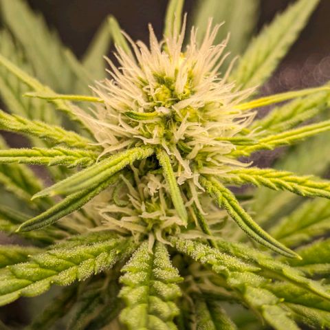 Sundae Driver 🍨🏁 (Royal Queen Seeds) growlog timeline photo