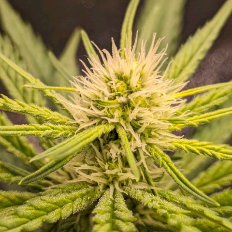 Sundae Driver 🍨🏁 (Royal Queen Seeds) growlog timeline photo