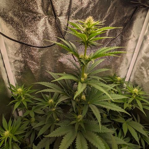 Sundae Driver 🍨🏁 (Royal Queen Seeds) growlog timeline photo