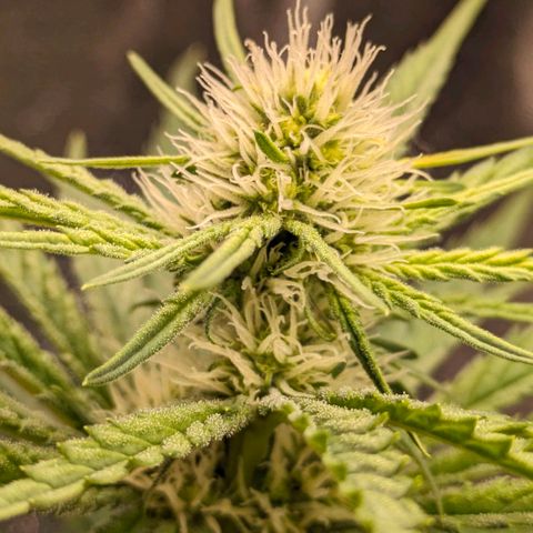 Sundae Driver 🍨🏁 (Royal Queen Seeds) growlog timeline photo