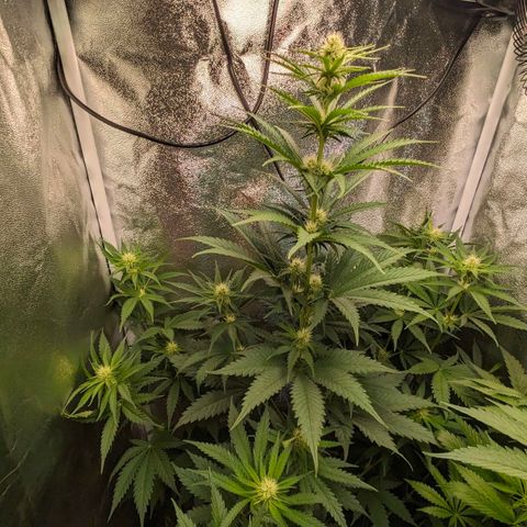 Sundae Driver 🍨🏁 (Royal Queen Seeds) growlog timeline photo