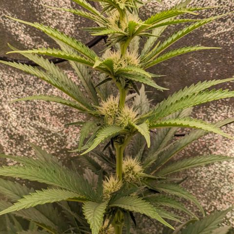 Sundae Driver 🍨🏁 (Royal Queen Seeds) growlog timeline photo