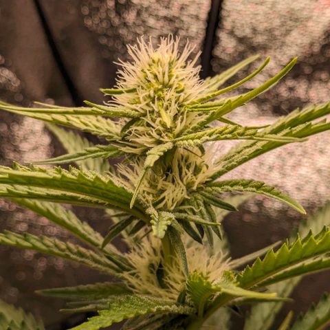 Sundae Driver 🍨🏁 (Royal Queen Seeds) growlog timeline photo