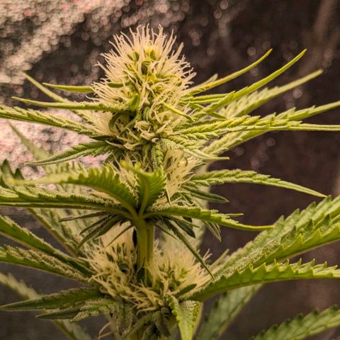 Sundae Driver 🍨🏁 (Royal Queen Seeds) growlog timeline photo
