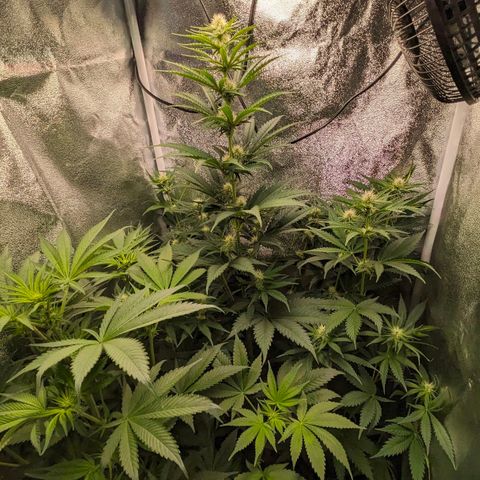 Sundae Driver 🍨🏁 (Royal Queen Seeds) growlog timeline photo