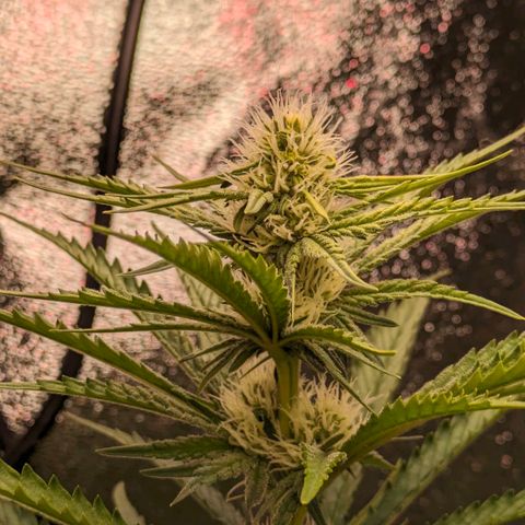 Sundae Driver 🍨🏁 (Royal Queen Seeds) growlog timeline photo