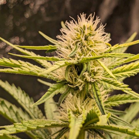 Sundae Driver 🍨🏁 (Royal Queen Seeds) growlog timeline photo