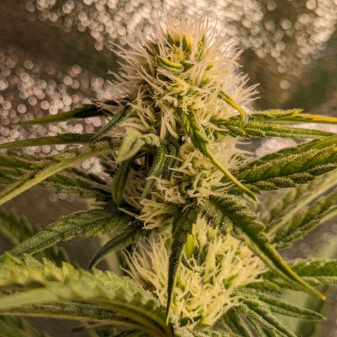 Sundae Driver 🍨🏁 (Royal Queen Seeds) growlog timeline photo