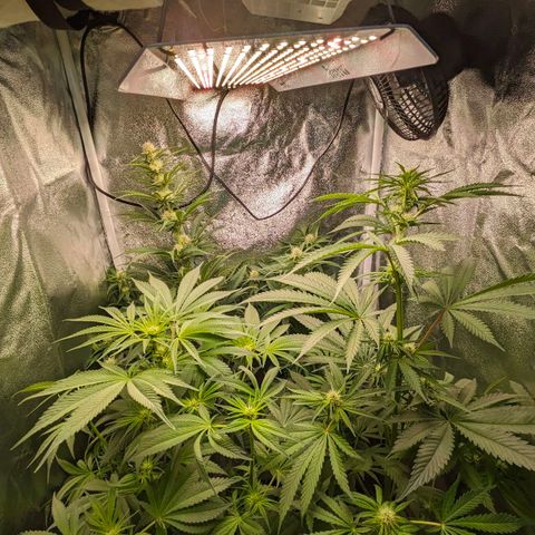 Sundae Driver 🍨🏁 (Royal Queen Seeds) growlog timeline photo