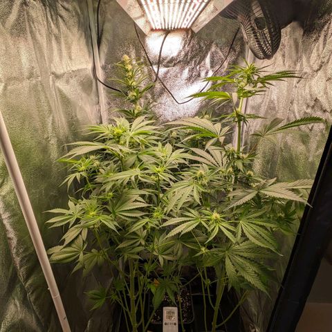 Sundae Driver 🍨🏁 (Royal Queen Seeds) growlog timeline photo