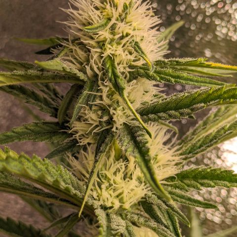 Sundae Driver 🍨🏁 (Royal Queen Seeds) growlog timeline photo