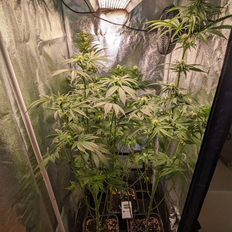 Sundae Driver 🍨🏁 (Royal Queen Seeds) growlog timeline photo