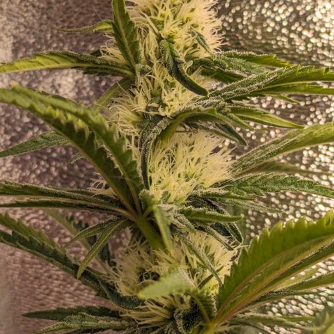 Sundae Driver 🍨🏁 (Royal Queen Seeds) growlog timeline photo