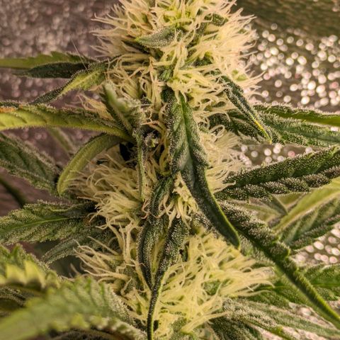 Sundae Driver 🍨🏁 (Royal Queen Seeds) growlog timeline photo