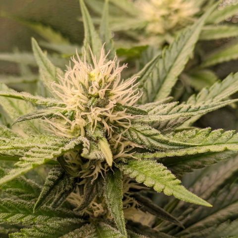 Sundae Driver 🍨🏁 (Royal Queen Seeds) growlog timeline photo