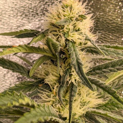 Sundae Driver 🍨🏁 (Royal Queen Seeds) growlog timeline photo