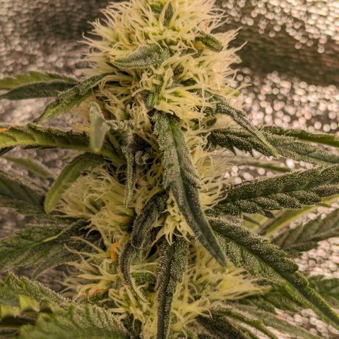Sundae Driver 🍨🏁 (Royal Queen Seeds) growlog timeline photo