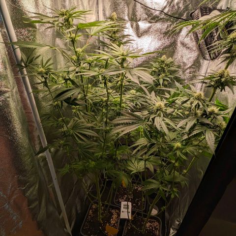 Sundae Driver 🍨🏁 (Royal Queen Seeds) growlog timeline photo