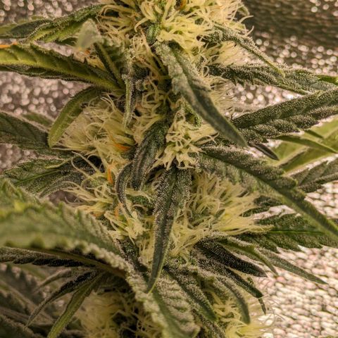 Sundae Driver 🍨🏁 (Royal Queen Seeds) growlog timeline photo
