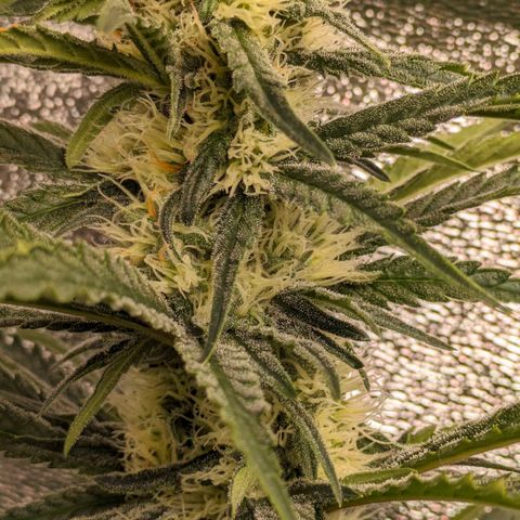 Sundae Driver 🍨🏁 (Royal Queen Seeds) growlog timeline photo