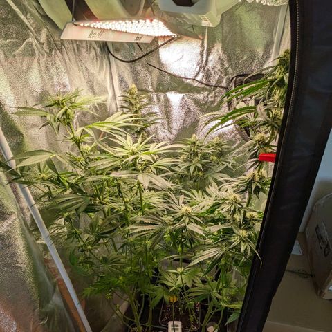 Sundae Driver 🍨🏁 (Royal Queen Seeds) growlog timeline photo