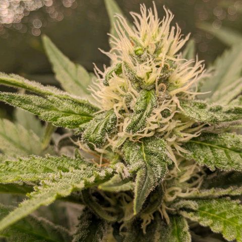 Sundae Driver 🍨🏁 (Royal Queen Seeds) growlog timeline photo