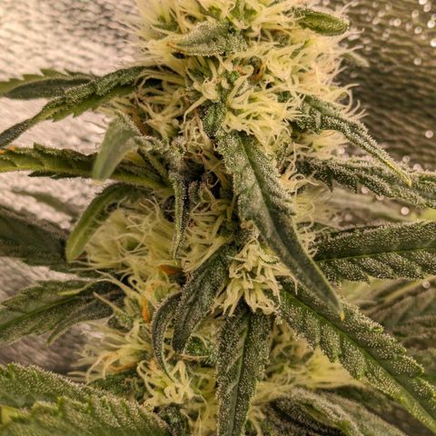Sundae Driver 🍨🏁 (Royal Queen Seeds) growlog timeline photo