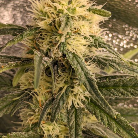 Sundae Driver 🍨🏁 (Royal Queen Seeds) growlog timeline photo