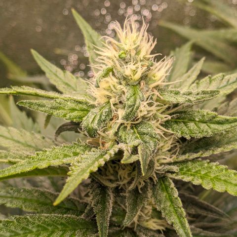 Sundae Driver 🍨🏁 (Royal Queen Seeds) growlog timeline photo