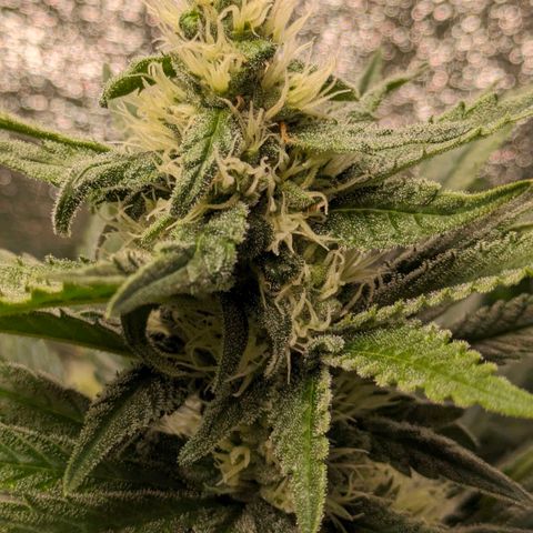 Sundae Driver 🍨🏁 (Royal Queen Seeds) growlog timeline photo