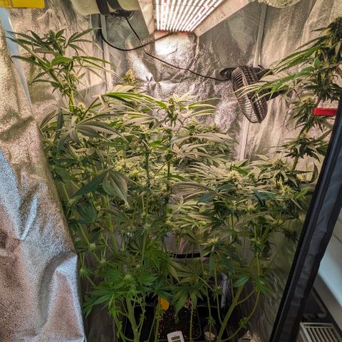 Sundae Driver 🍨🏁 (Royal Queen Seeds) growlog timeline photo