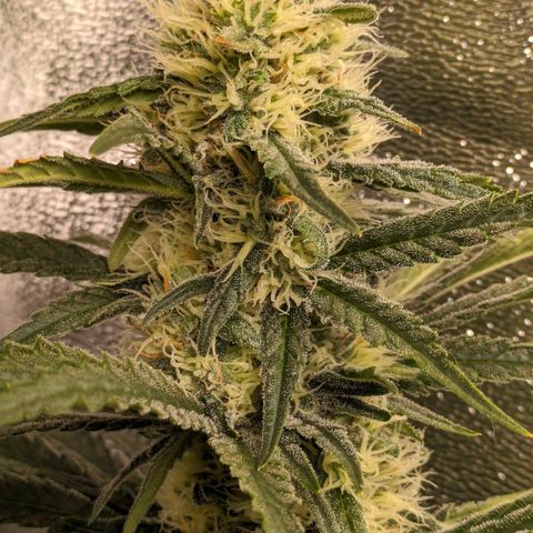 Sundae Driver 🍨🏁 (Royal Queen Seeds) growlog timeline photo
