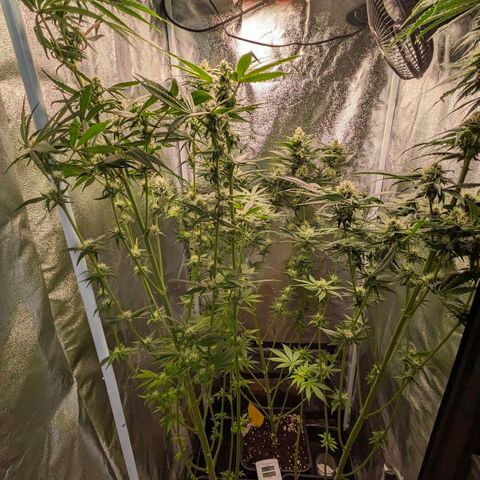 Sundae Driver 🍨🏁 (Royal Queen Seeds) growlog timeline photo