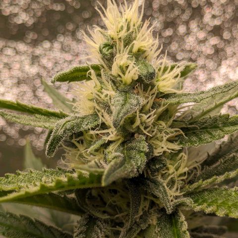 Sundae Driver 🍨🏁 (Royal Queen Seeds) growlog timeline photo