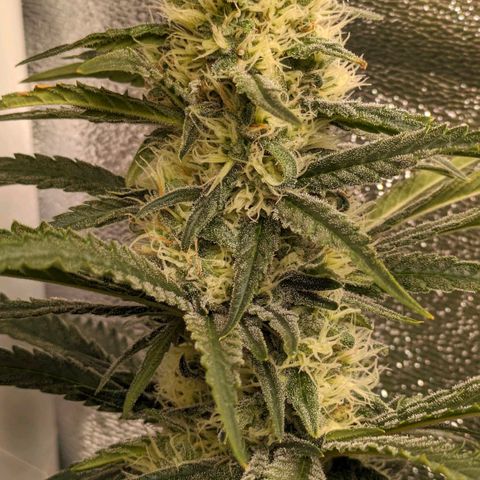Sundae Driver 🍨🏁 (Royal Queen Seeds) growlog timeline photo