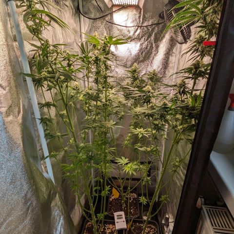 Sundae Driver 🍨🏁 (Royal Queen Seeds) growlog timeline photo