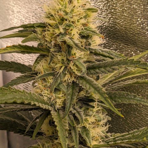 Sundae Driver 🍨🏁 (Royal Queen Seeds) growlog timeline photo