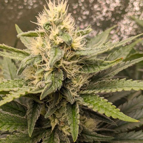Sundae Driver 🍨🏁 (Royal Queen Seeds) growlog timeline photo