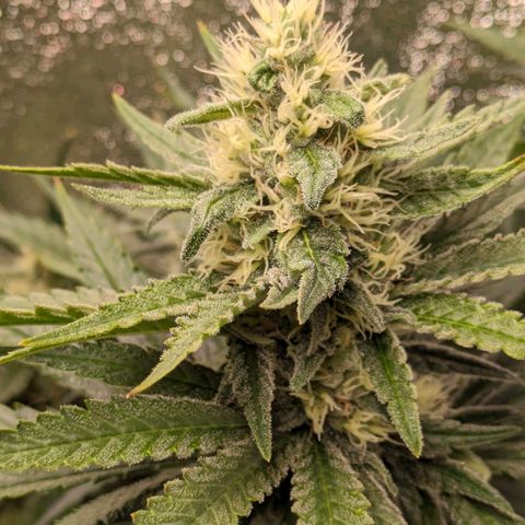 Sundae Driver 🍨🏁 (Royal Queen Seeds) growlog timeline photo