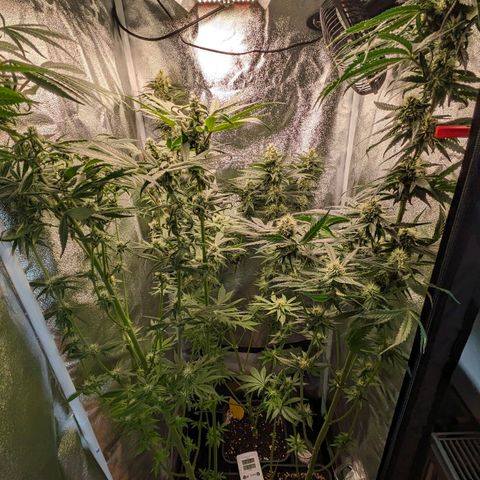 Sundae Driver 🍨🏁 (Royal Queen Seeds) growlog timeline photo
