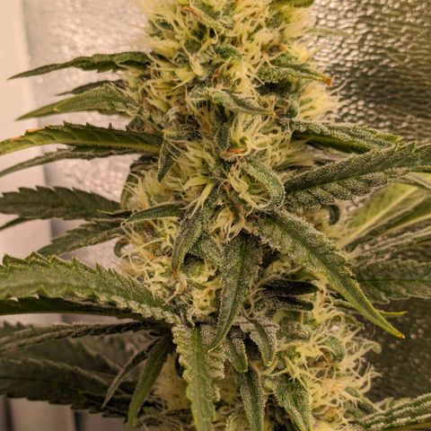 Sundae Driver 🍨🏁 (Royal Queen Seeds) growlog timeline photo