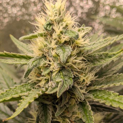 Sundae Driver 🍨🏁 (Royal Queen Seeds) growlog timeline photo